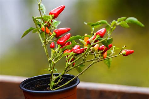 Tips For Growing Chillies In Containers Uk