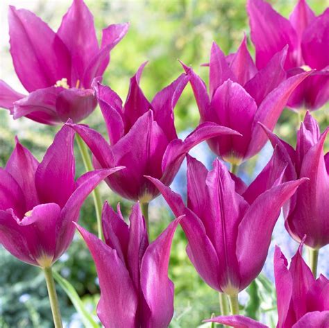 Liljetulpan Tulipa Purple Dream 7st Tulpanlök