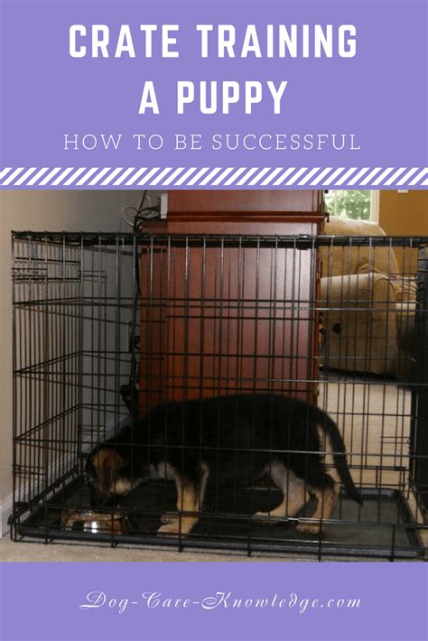 That is why you have to go slow in crate training and to make the crate as comfy. Crate Training A Puppy: This is How To Be Successful At It