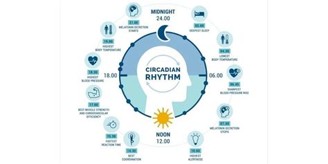Your Circadian Clock And Weight Control The Nutrition Professionals