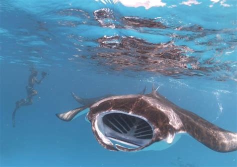 Snorkeling With Manta Rays Where Is Maldives Travel Guide