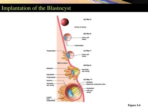 Ppt Embryology Powerpoint Presentation Free Download Id648399