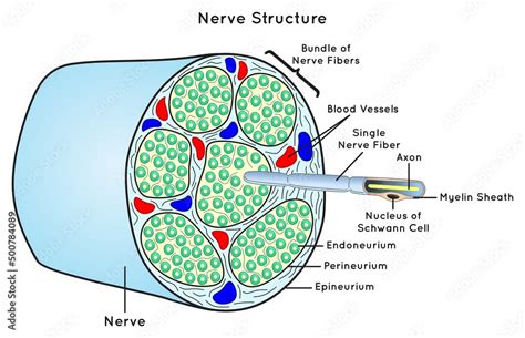 Stockvector Nerve Structure Scheme Infographic Diagram Parts Including