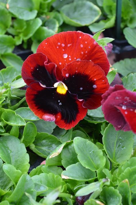 Viola X Wittrockiana Spring Matrix Red Blotch Pansy From Garden