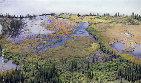 Riparian Sub Arctic Boreal Forest Taiga Wetland Stock Foto Adobe Stock
