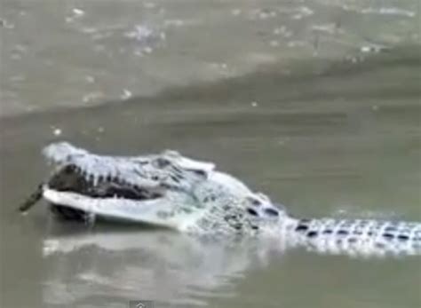 G1 Crocodilo devora membro da própria espécie e choca turistas na