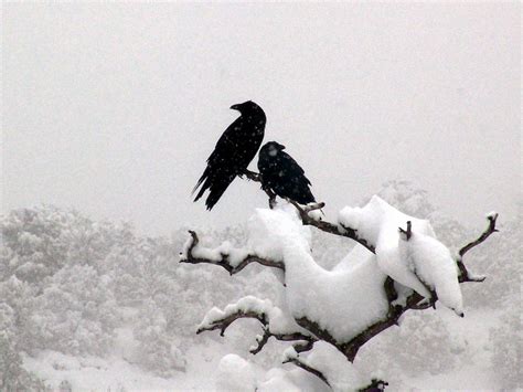 Ravens Snow Crow Black Bird Raven