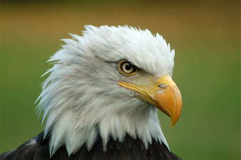 Filebald Eagle Head