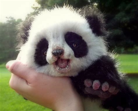 Just Cute Af Pictures Of Panda Babies That Make Sure You Dont Get Any