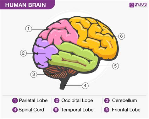 Human Brain Structure Diagram Parts Of Human Brain 2023