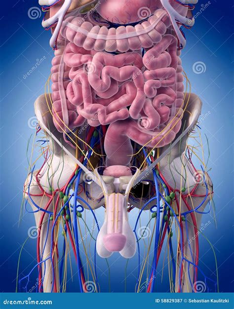 The Abdominal Anatomy Stock Illustration Image 58829387