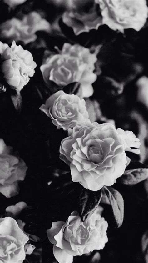 Aesthetic Black And White Roses Wallpaper Largest