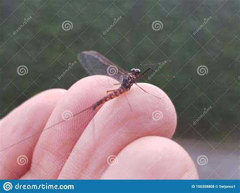 An Ephemeral Fly Perched On The Fingers Of One Hand Before Taking