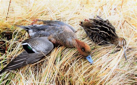 Duck Hunting Aleutian Outfitters