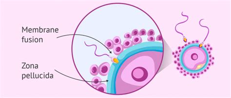 What Are The Steps Of Fertilization In Humans