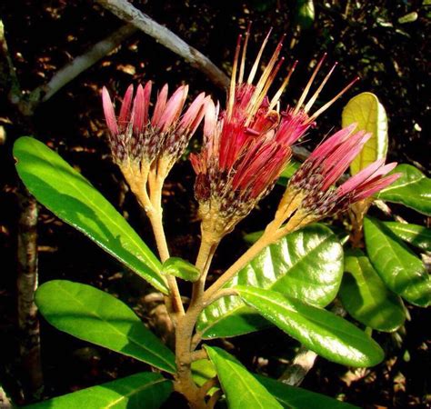 Top 150 Flora Nativa De Republica Dominicana Anmbmx