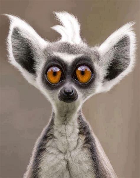 Funny Lemur Funny Animal Faces Cute Animals Funny Animals