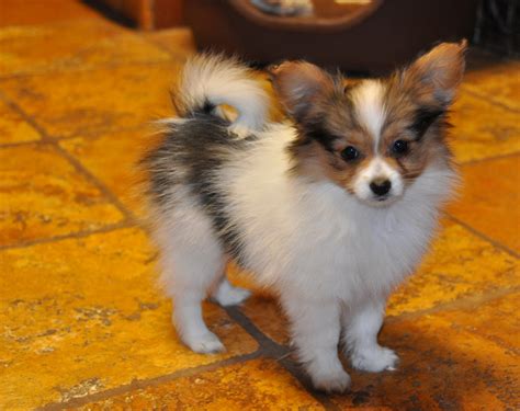 Roads End Papillons 10 Week Old Papillon Puppy