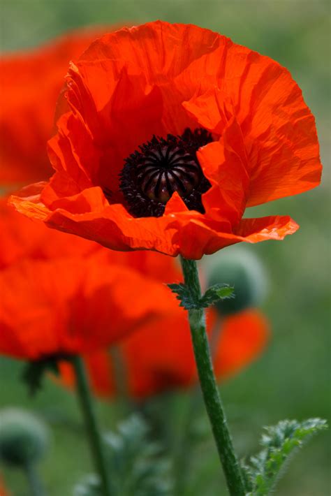 Poppy Flower Free Stock Photo Public Domain Pictures