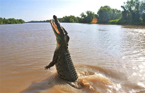 The Best Places To See Australias Incredible Wildlife