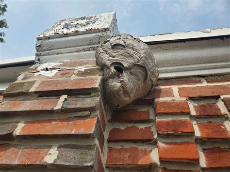 Hornet Nest Treatment In Drexel Hill Prudential Pest Solutions