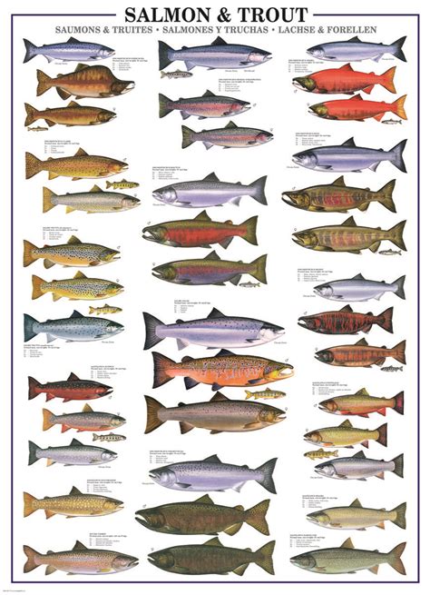 Your Source For Jigsaw Puzzles Salmon Fishing Trout Fishing Trout
