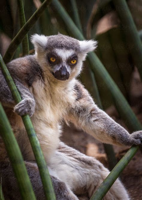Ring Tailed Lemur By Stocksy Contributor Alan Shapiro Stocksy