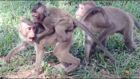 Amazing Monkey Funny Video Try Not To Laugh Funny Monkey Compilation