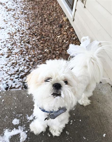 30 Cute Pictures of White Shih Tzus ? The Paws
