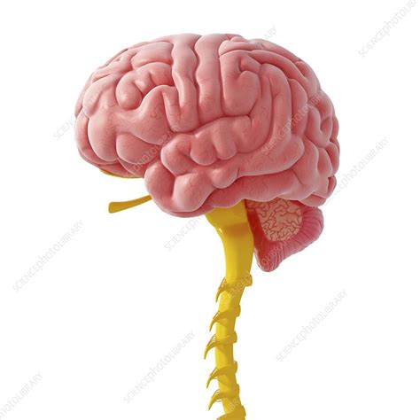 Central Nervous System Artwork Stock Image F0060565 Science