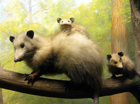 Opossum Facts 10 Things You Never Knew About The Marsupial
