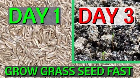 How Is Grass Seed Made Answer Found