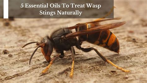5 Essential Oils To Treat Wasp Stings Naturally