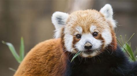 Study Finds There Are Actually Two Species Of Red Panda Ctv News