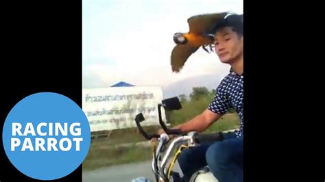 Amazing Video Of Parrot Flying Alongside Motorcycle Youtube