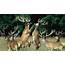 Deer Fighting HD Wallpaper  Latest Wallpapers