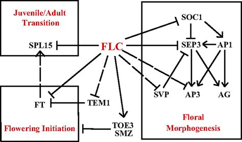 Flowering Locus C Flc Regulates Development Pathways Throughout The