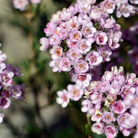Chamelaucium Wax Flower Paddys Pink Garden Express