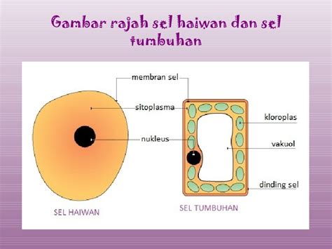 Jenis sel haiwan dan tumbuhan. Sel sebagai unit asas kehidupan