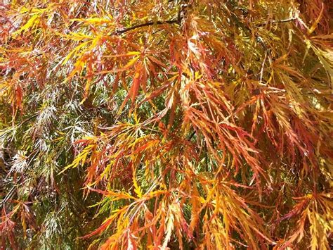We did not find results for: Viridis Japanese Maple this fall 2013 (With images ...
