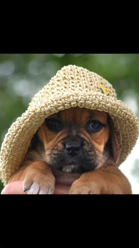 Kibbles As A Puppy Puggle Puggle Puppies Cowboy Hats