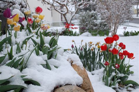 Spring Flowers In Snow 2010 05 06 10 14 Richard Stone Flickr