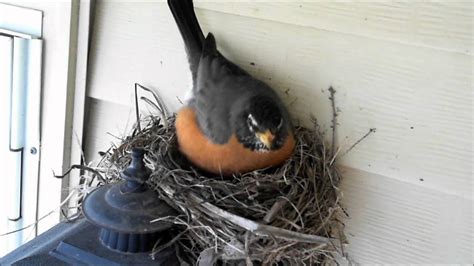At what age do galapagos penguins lay eggs? Robin Watch 2012 - April 7 Compilation Video (Egg Laid ...