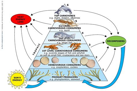 In particular, the biomass of consumers (copepods, krill, shrimp, forage fish). Secrets to success: Your aquarium's food chain