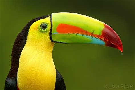 Keel Billed Toucan Costa Rica Djur Fåglar