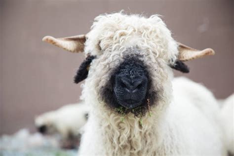 11 Gorgeous Black And White Sheep Breeds With Pictures Outdoor Happens