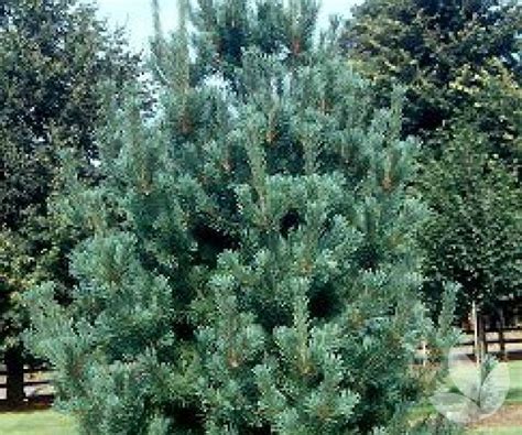 It is also called rocky mountain white pine. Pinus flexilis 'Vanderwolf's Pyramid' - Limber Pine ...
