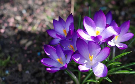 A flower, sometimes known as a bloom or blossom, is the reproductive structure found in flowering plants (plants of the division magnoliophyta, also called angiosperms). Purple Flower HD Wallpapers