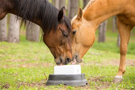 Horse Care 101 How To Take Care Of Your Horse Bestvetcare