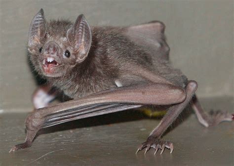 Largest Vampire Bat Ever Found To Be Extinct Desmodus Draculae Syfy Wire